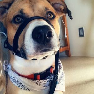 Meet your Posher, Sky